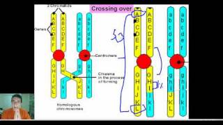 Explaining Recombination Frequencies amp Linkage Gene Mapping Part 2 [upl. by Quinta]