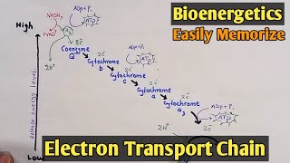 Respiratory Chain  Electron Transport Chain  Class 11 Biology [upl. by Charita]