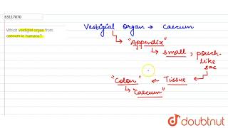 Which vestigial organ from caecum in humans [upl. by Nnaeel]