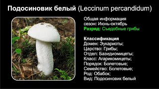 Подосиновик белый Leccinum percandidum [upl. by Anauqahs839]