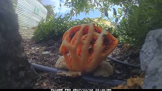 Timelapse of Basket Stinkhorn Clathrus ruber [upl. by Rieger]