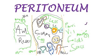 Chp18  PERITONEUM Basic Concepts  BDC Vol2  Abdomen Anatomy  Dr Asif Lectures [upl. by Uri740]