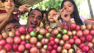 PICKING AND MUKBANG ARATILIS  Jayar Merdegia [upl. by Enyalahs]