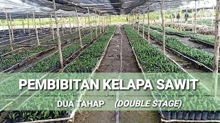 Pembibitan Kelapa Sawit dua tahap [upl. by Arv]