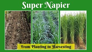 Super Napier from Planting to Harvesting  Super Napier stems for sale in Tamil Nadu  9790987145 [upl. by Eahs]