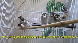 Society Finch Vocalization Cute Song amp Dance [upl. by Atiuqer]