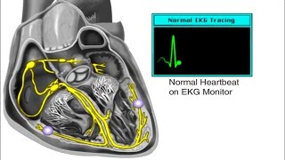 How the Heart Works  Electrical System of the Heart Animation  Cardiac Conduction Video  ECG [upl. by Mickelson]