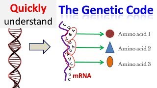 Genetic code [upl. by Ahseital]