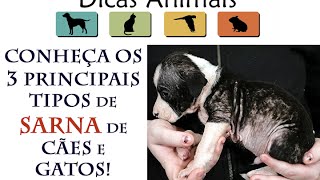 OS 3 PRINCIPAIS TIPOS DE SARNAS DE CÃES E GATOS [upl. by Lynnett64]