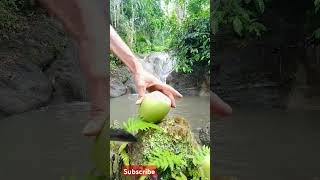 coconut cutting in the river [upl. by Lipski]