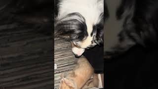 CAT ATTACKS DOG cat crazypets kitten crazydog tiktok puppy comedy animals dog crazycat [upl. by Ody98]