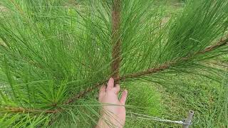 The fastest growing conifer species for Middle Tennessee Loblolly Pine [upl. by Aley213]