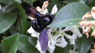 Xylocopa violacea [upl. by Atteloc]