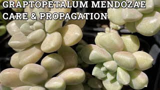 Graptopetalum Mendozae Care amp Propagation [upl. by Eem39]