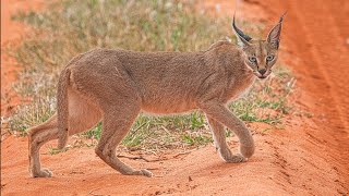 African Caracal Cat  Rare sighting [upl. by Aipmylo]