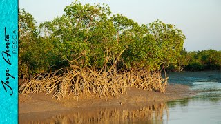 Pesca de PARGOS con MAREA BAJA en el MANGLAR [upl. by Anifares369]