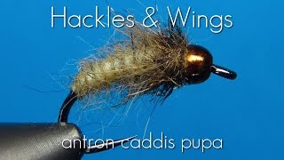 Fly Tying Antron Caddis Pupa  Hackles amp Wings [upl. by Didier]