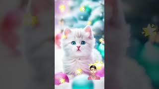 katunvideo cute [upl. by Merideth]