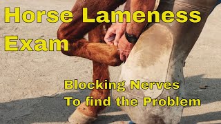 How a Horse Lameness Exam Works One Veterinarians Approach [upl. by Richmond693]