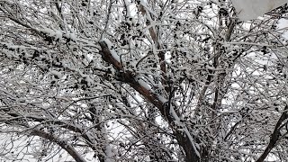 Tehachapi California Snow 2824 [upl. by Enytsirk]