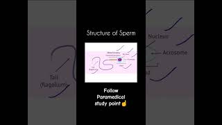 Structure of Normal Sperm [upl. by Zenobia]