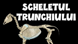 Scheletul Trunchiului  Vertebre Coaste Stern  Osteologie Medicina Veterinara [upl. by Fernandez17]