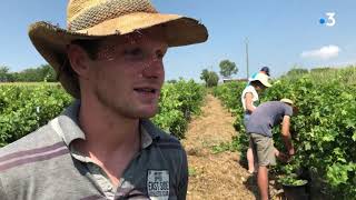 Travailler à la ferme en échange dun hébergement  le Wwoofing simplante en Occitanie [upl. by Weitzman552]