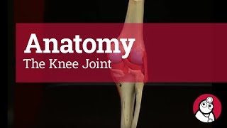 Anatomy The Knee Joint [upl. by Nahgiem]