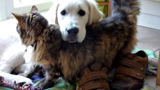 Cat loves cutest golden retriever puppy [upl. by Fuhrman]