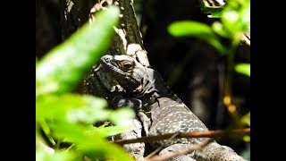 Iguane à queue épineuse du Golfe [upl. by Riti]