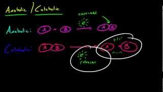 Biology Lecture  28  Anabolic and Catabolic Reactions [upl. by Juni679]