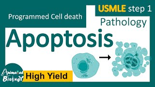 Apoptosis  Intrinsic and extrinsic pathway  USMLE step 1  Pathology [upl. by Frick]