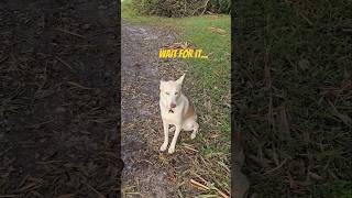 Can A crazy husky be trained shorts husky dog dogtraining huskydog [upl. by Owena76]