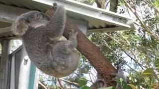 Crazy koala fight [upl. by Bruni]