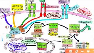 NF Kappa B Signaling Pathway [upl. by Airdnek]