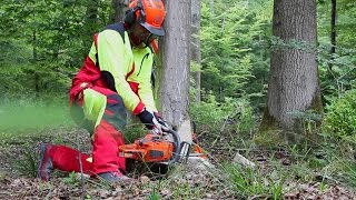 Baum fällen  sicher und richtig Teil 2 Versetzter Fällschnitt für Bäume bis 25 cm [upl. by Lejna788]