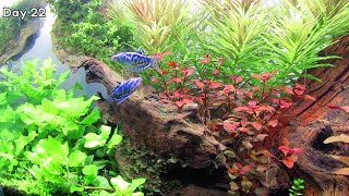 Simple Aquascape for Beginners  Aquascape Setup [upl. by Tamarah]