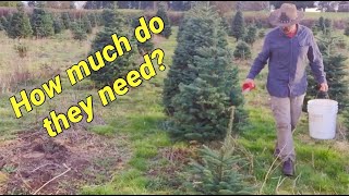 Fertilizing Christmas trees When How with what [upl. by Ahseka]