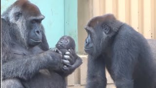 生後5ヶ月の大切な赤ちゃんを長男に見せてあげる母ゲンキ⭐️ゴリラ Gorilla【京都市動物園】Genki proudly shows her baby to her eldest son [upl. by Pietro]