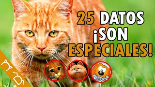 TODO Sobre Los GATOS NARANJAS  25 Secretos Y Curiosidades Que NO CONOCÍAS  SON ESPECIALES [upl. by Scherman]