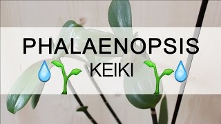 Orchidea Phalaenopsis  Keiki [upl. by Nathan]