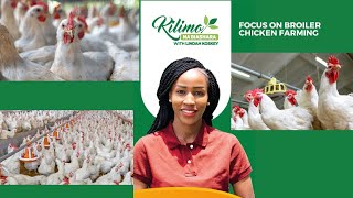 Focus On Broiler Chicken Farming  Kilimo na Biashara [upl. by Sorenson]