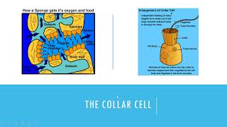 Basic Sponge Anatomy [upl. by Harday352]