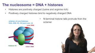 3 Chromatin and the nucleosome [upl. by Wilkins]