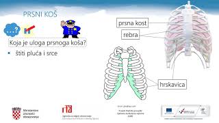 Biologija 7r OŠ  Kretanje čovjeka  građa i uloga kostura [upl. by Moulton630]