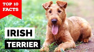 Irish Terrier  Top 10 Facts [upl. by Ithnan372]