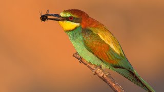 European beeeaters hunting at sunset [upl. by Card]