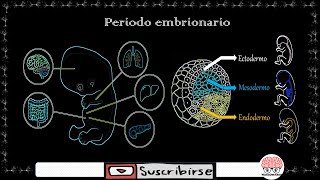 Neurodesarrollo Periodo embrionario [upl. by Dawaj]