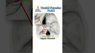 Cranial foraminaPart2 anatomy cranialnerves cranium bones nerve drawing medicalstudent [upl. by Nnazus]