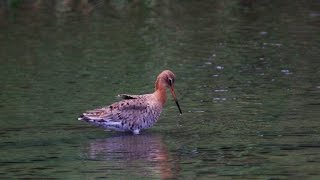 Blacktailed godwit 黑尾鷸 [upl. by Eimmij]